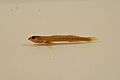 Eastern sand darter