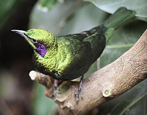 Emerald starling U.S. zoo jpg.jpg