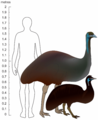 Emu size