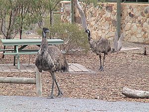 Emus at Parra Wirra