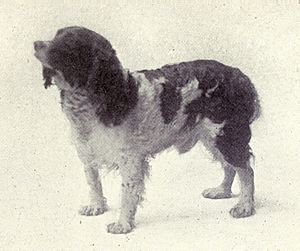 English Springer from 1915