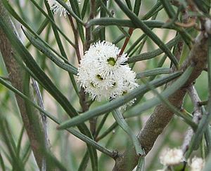 Eucalyptus angustissima.jpg