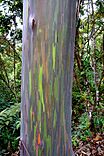Tree trunk with peeling red and brown bark, revealing green underneath