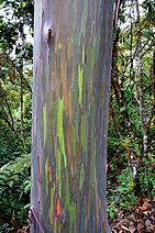 Tree trunk with peeling red and brown bark, revealing green underneath