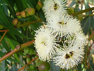 Eucalyptus gomphocephala Tuart Blossom (2347476596)