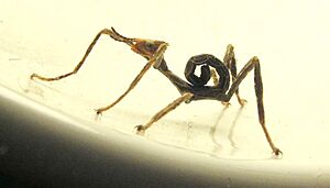Extatosoma.tiaratum.1st.instar.lateral.view