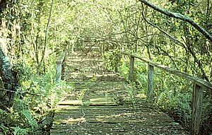 Florida big cyp bend