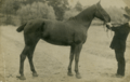 Forsby estate horse