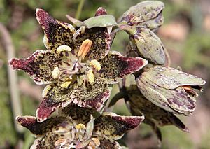 Fritillariapinetorum.jpg