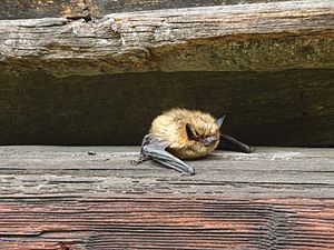 GH Eastern Small Footed Bat (15206620641)