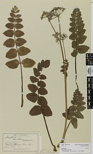 Gingidia montana (J.R.Forst. and G.Forst.) J.W.Dawson (AM AK6695)