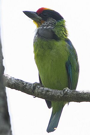 Golden-throated Barbet Sikkim India 10.05.2014.jpg