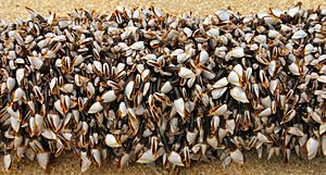 Gooseneckbarnacles