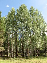 Aspens in Greer