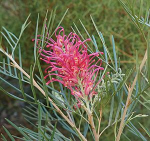 Grevillea Lollypops