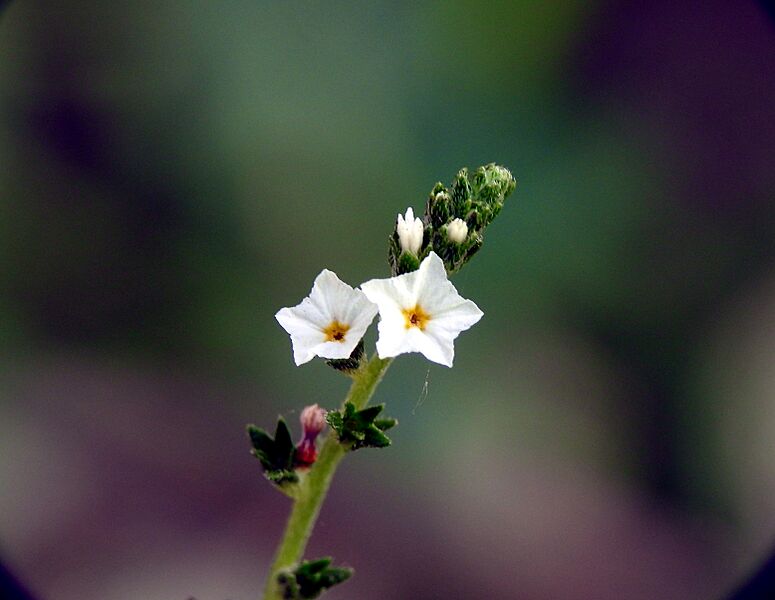 Heliotropium strigosum. Synonyms Heliotropium constrictum