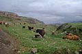 Highland cattle on Canna