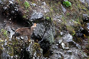 Himalayan Brown Goral Pangolakha Wildlife Sanctuary East Sikkim India 13.05.2016