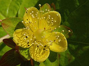 Hypericum × inodorum 'Golden Beacon'