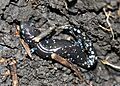 IC Ambystoma laterale