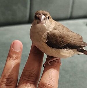 Indian-Silverbill-Hand