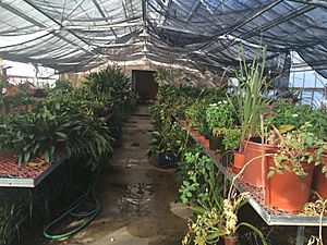 Inside of green house
