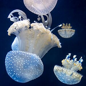 Jellyfish - Shedd Aquarium (51556706875)