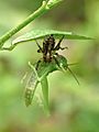 Jumping spider hunting a grasshopper by Kadavoor