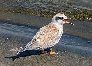 Juvenile Forster's tern calling for its parent (96328)