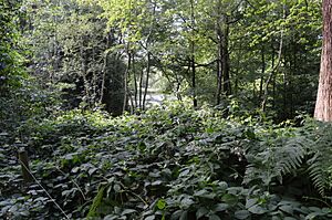 Ken Wood, Hampstead Heath 3