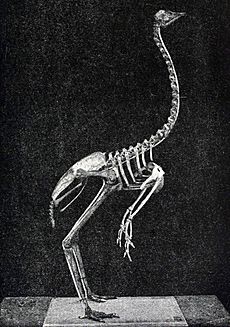 King Island Emu skeleton