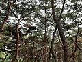 Korean Pine Trees in Seoul