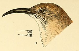 Leconte's Thrasher illustration from Baird
