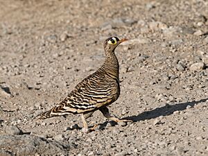 Lichtenstein's Sandgrouse P1016900 DxO