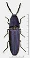 Limoniscus violaceus