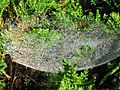 Linyphia hortensis web