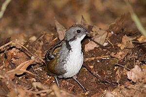 Logrunner - male