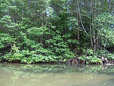Mangrove in Can Gio forest