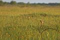 Meadowlark (Sturnella) Attwater Prairie Chicken National Wildlife Refuge