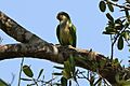 Monk parakeet (Myiopsitta monachus)