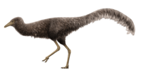 Mononykus Restoration.png