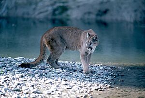 Mountain Lion in Grand Teton National Park