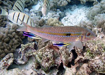 Mulloidichthys flavolineatus at cleaning station