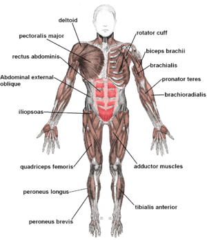 muscular system for kids with labels