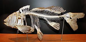 Muzeum Ewolucji PAN - szkielet karpia (Common carp, Cyprinus carpio)