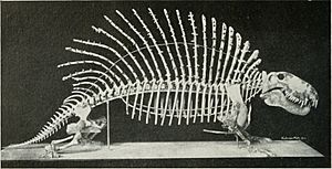 Natural history (1919) (14779409184)