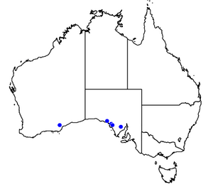 Nothomyrmecia macrops occurrence map