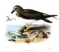 OestrelataMagentaeKeulemans