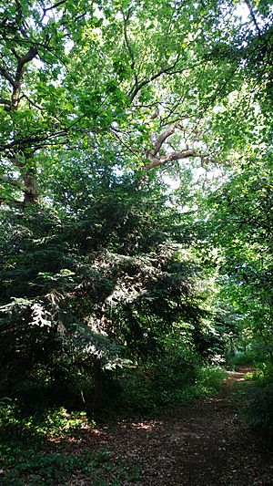 Old Oak with hollows in Hanger Hill Wood (London Borough of Ealing)20180527 164853
