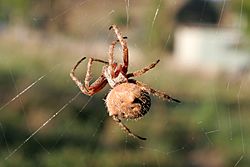 Orb weaver spider day web03.jpg